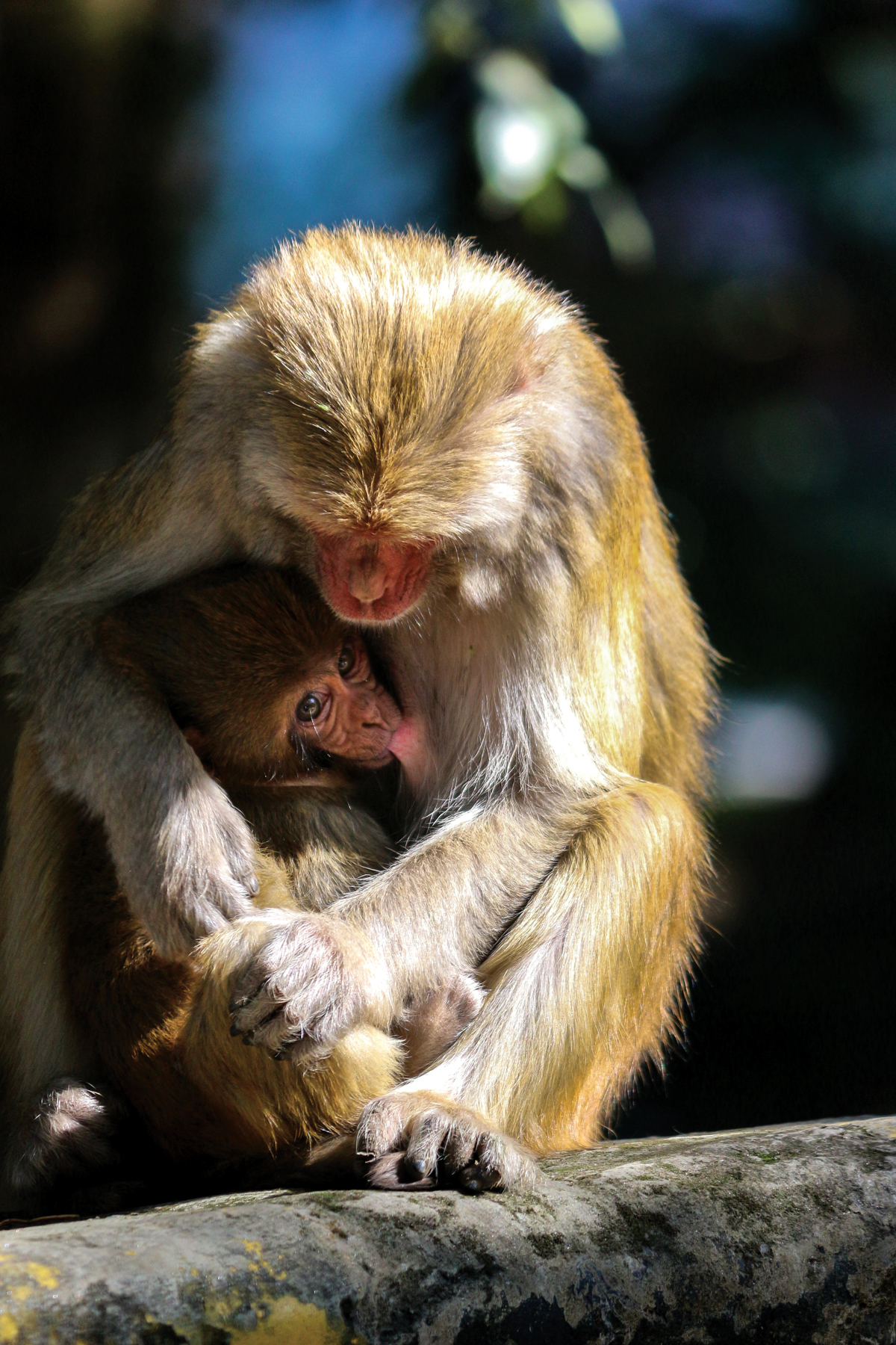Monkey menace